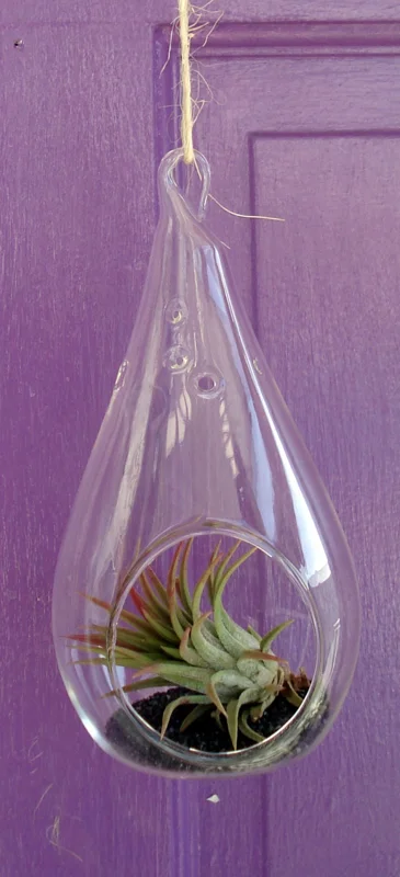 Tear Drop Air Plant Planter Kit - 5 Inch Glass Terrarium with Live Air Plants - Image 3