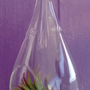 Tear Drop Air Plant Planter Kit - 5 Inch Glass Terrarium with Live Air Plants - Image 4