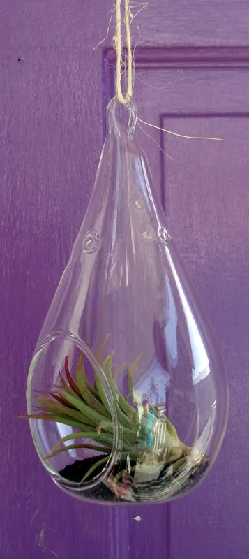 Tear Drop Air Plant Planter Kit - 5 Inch Glass Terrarium with Live Air Plants - Image 4