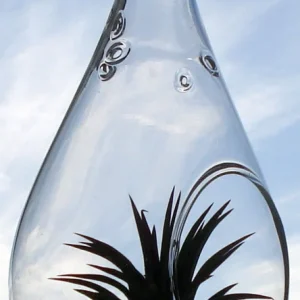 Tear Drop Air Plant Planter Kit - 5 Inch Glass Terrarium with Live Air Plants - Image 1