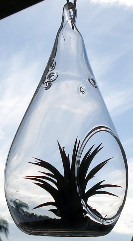 Tear Drop Air Plant Planter Kit - 5 Inch Glass Terrarium with Live Air Plants - Image 1