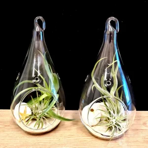 Teardrop Glass Terrarium Kit Set of 2 with 4 Air Plants, Shells, Sand - 7 Inch DIY Indoor Decor - Image 1