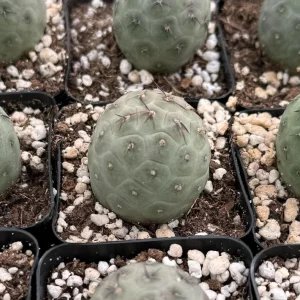 Tephrocactus Geometricus Rare Cactus Live Plant - 2.5" to 4" Pot - Image 1