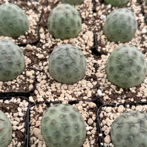 Tephrocactus Geometricus Rare Cactus Live Plant - 2.5" to 4" Pot - Image 2
