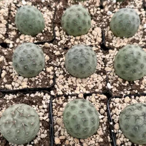 Tephrocactus Geometricus Rare Cactus Live Plant - 2.5