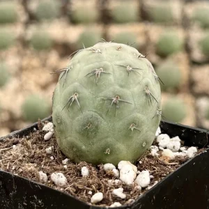 Tephrocactus Geometricus Rare Cactus Live Plant - 2.5