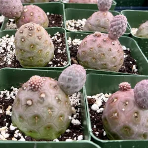 Tephrocactus Geometricus Rare Cactus Live Plant - 2.5