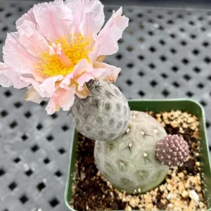 Tephrocactus Geometricus Rare Cactus Live Plant - 2.5