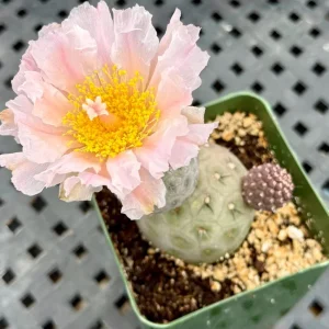 Tephrocactus Geometricus Rare Cactus Live Plant - 2.5