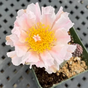 Tephrocactus Geometricus Rare Cactus Live Plant - 2.5