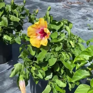 Tequila Hibiscus Live Plant – 6 Inch – Hardy Tropical – Vibrant Blooms – Outdoor - Image 2