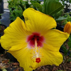 Tequila Hibiscus Live Plant – 6 Inch – Hardy Tropical – Vibrant Blooms – Outdoor - Image 3