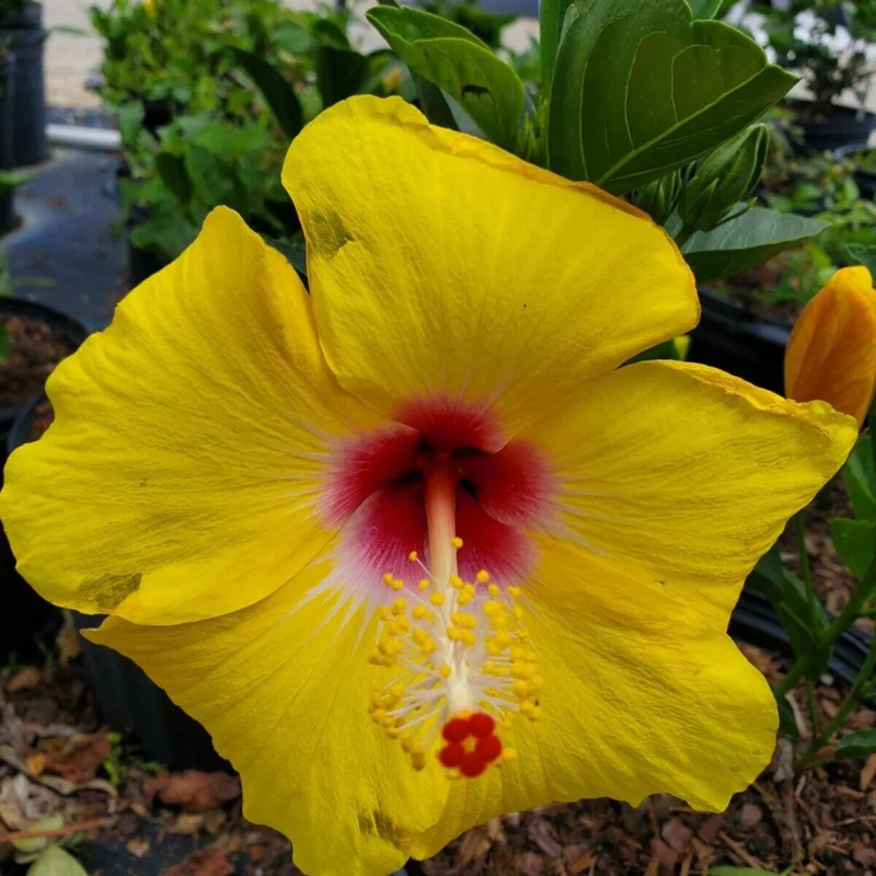 Tequila Hibiscus Live Plant – 6 Inch – Hardy Tropical – Vibrant Blooms – Outdoor - Image 3