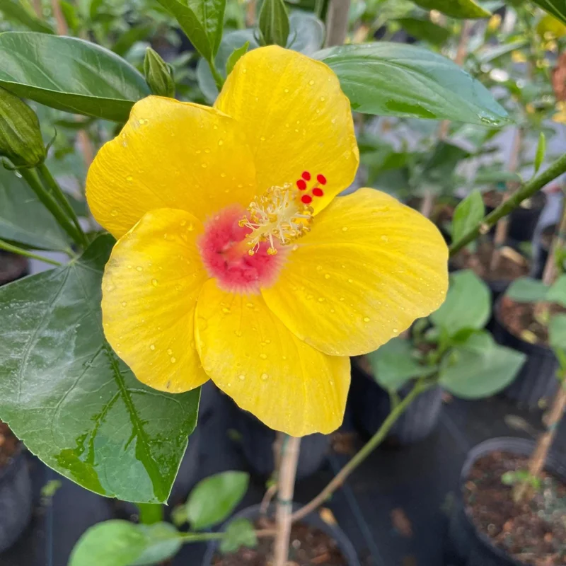 Tequila Hibiscus Live Plant – 6 Inch – Hardy Tropical – Vibrant Blooms – Outdoor - Image 4