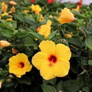 Tequila Hibiscus Live Plant – 6 Inch – Hardy Tropical – Vibrant Blooms – Outdoor - Image 1