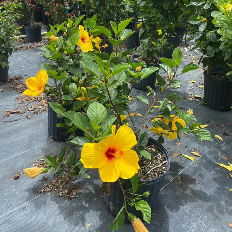 Tequila Hibiscus Live Plant – 6 Inch – Hardy Tropical – Vibrant Blooms – Outdoor - Image 5