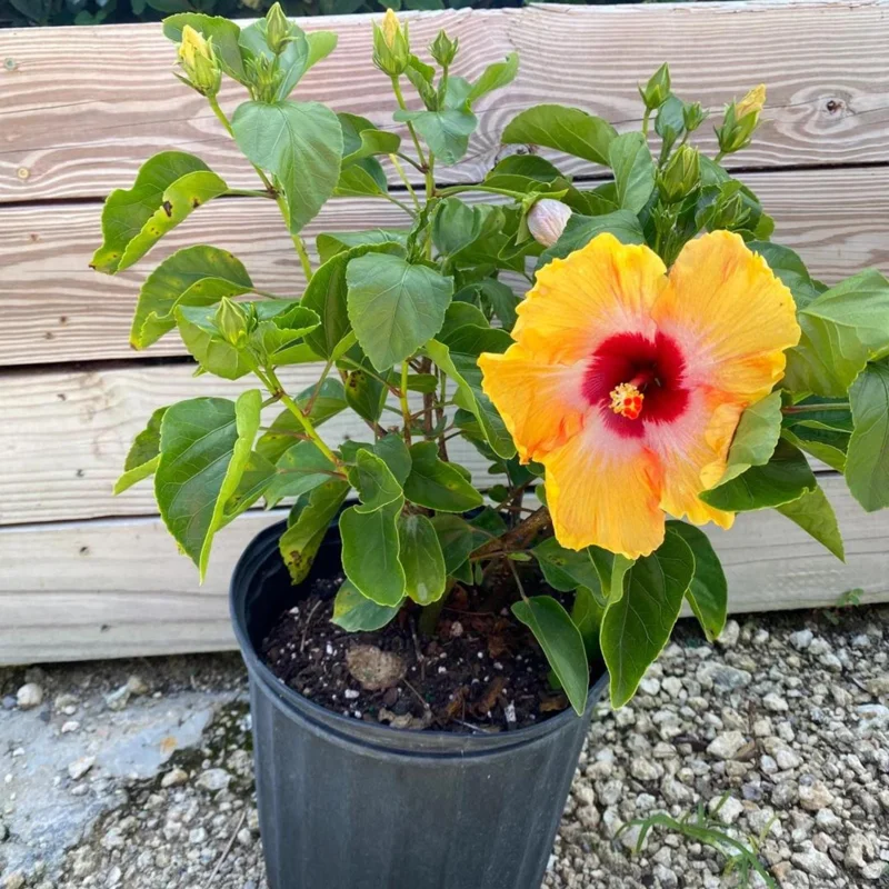 Tequila Hibiscus Live Plant – 6 Inch – Hardy Tropical – Vibrant Blooms – Outdoor - Image 6