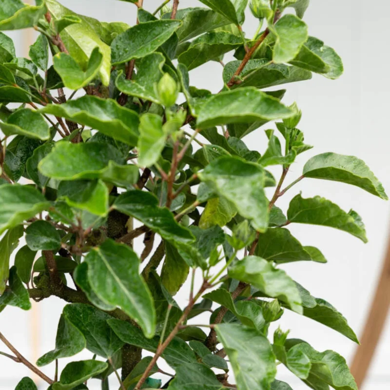 Tequila Hibiscus Live Plant – 6 Inch – Hardy Tropical – Vibrant Blooms – Outdoor - Image 7