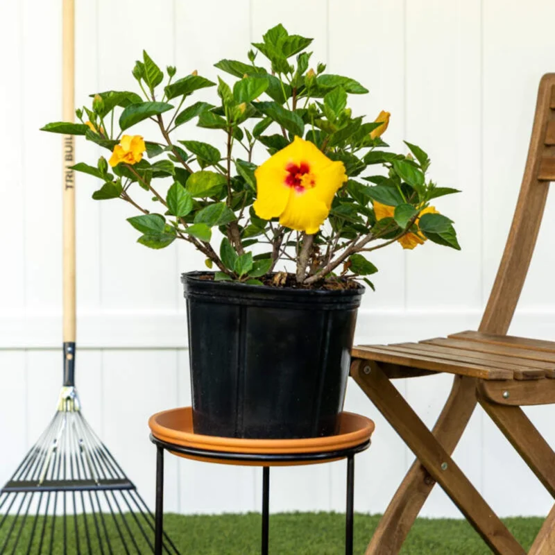 Tequila Hibiscus Live Plant – 6 Inch – Hardy Tropical – Vibrant Blooms – Outdoor - Image 8