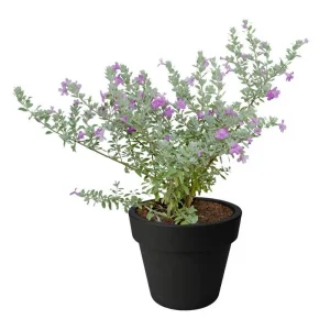 Texas Sage Live Plant - Leucophyllum frutescens, Purple Sage Bush, 5-9