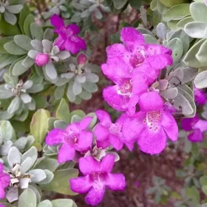 Texas Sage Live Plant - Leucophyllum frutescens, Purple Sage Bush, 5-9