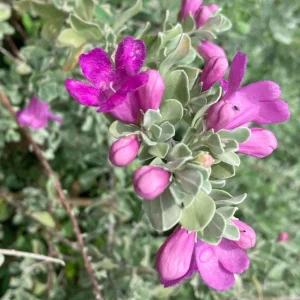 Texas Sage Live Plant - Leucophyllum frutescens, Purple Sage Bush, 5-9