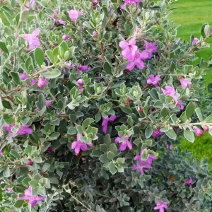 Texas Sage Live Plant - Leucophyllum frutescens, Purple Sage Bush, 5-9