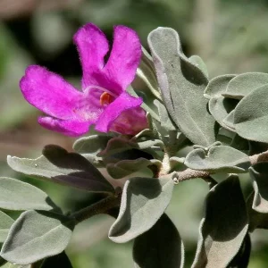 Texas Sage Live Plant - Leucophyllum frutescens, Purple Sage Bush, 5-9