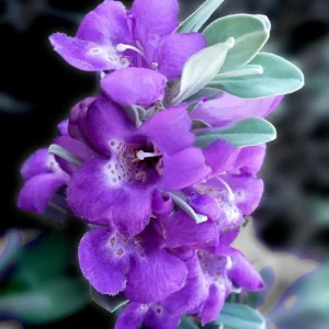 Texas Sage Live Plant - Leucophyllum frutescens, Purple Sage Bush, 5-9" Tall, Pack of 2 Outdoor Shrubs - Image 1