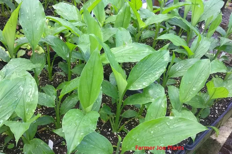 Thai Ginger Live Plant - Galangal Culinary Herb Starter 4 inch Tall - Image 2