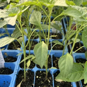 Thai Red Dragon Chili Live Plants - 3 Pack Super Hot Pepper, 75 Days Old, 2-3 ft - Image 1
