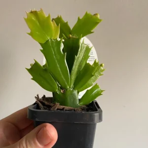 Thanksgiving/Christmas Cactus Exotic Dancer - Live Plant - 3 inch Starter - Unique Blooms - Image 2