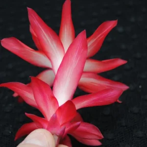 Thanksgiving/Christmas Cactus Exotic Dancer - Live Plant - 3 inch Starter - Unique Blooms - Image 3