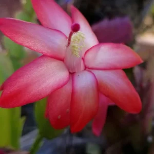 Thanksgiving/Christmas Cactus Exotic Dancer - Live Plant - 3 inch Starter - Unique Blooms - Image 4