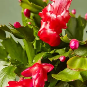 Thanksgiving/Christmas Cactus Exotic Dancer - Live Plant - 3 inch Starter - Unique Blooms - Image 5