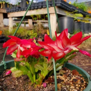 Thanksgiving/Christmas Cactus Exotic Dancer - Live Plant - 3 inch Starter - Unique Blooms - Image 6