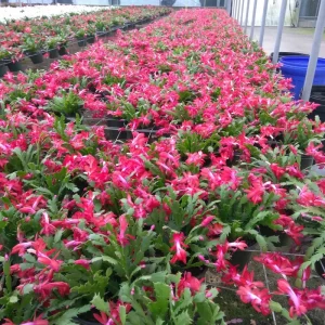 Thanksgiving/Christmas Cactus Exotic Dancer - Live Plant - 3 inch Starter - Unique Blooms - Image 7