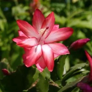 Thanksgiving/Christmas Cactus Exotic Dancer - Live Plant - 3 inch Starter - Unique Blooms - Image 1