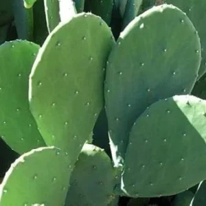 Thornless Prickly Pear Live Plant - Potted Succulent for Indoor/Outdoor - Image 1