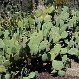 Thornless Prickly Pear Live Plant - Potted Succulent for Indoor/Outdoor - Image 2