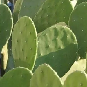 Thornless Prickly Pear Live Plant - Potted Succulent for Indoor/Outdoor - Image 3