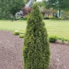 Thuja 'Emerald Squeeze' Live Plant – 4-6 Inch Starter Shrub – Outdoor Evergreen - Image 1
