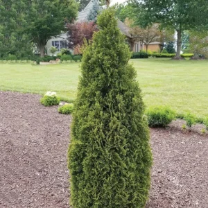 Thuja 'Emerald Squeeze' Live Plant – 4-6 Inch Starter Shrub – Outdoor Evergreen - Image 1