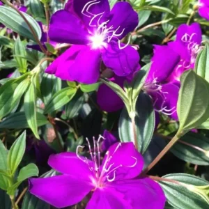 Tibouchina Purple Flower Live Plant – Potted Shrub for Outdoor Gardens - Image 2