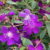Tibouchina Purple Flower Live Plant – Potted Shrub for Outdoor Gardens - Image 1