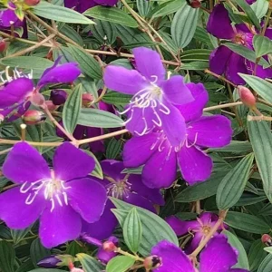 Tibouchina Purple Flower Live Plant – Potted Shrub for Outdoor Gardens - Image 1