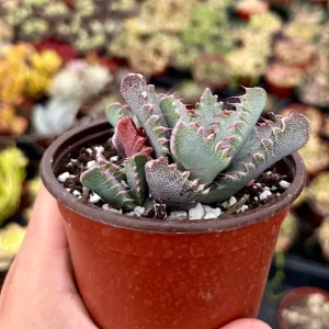 Tiger Jaw Succulent Live Plant, Faucaria Tigrina, Easy Care, 2" or 4" Pot, Indoor/Outdoor - Image 2