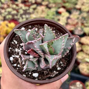 Tiger Jaw Succulent Live Plant, Faucaria Tigrina, Easy Care, 2