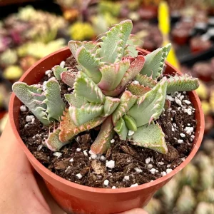Tiger Jaw Succulent Live Plant, Faucaria Tigrina, Easy Care, 2