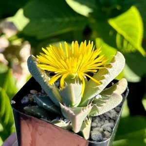 Tiger Jaw Succulent Live Plant, Faucaria Tigrina, Easy Care, 2" or 4" Pot, Indoor/Outdoor - Image 1